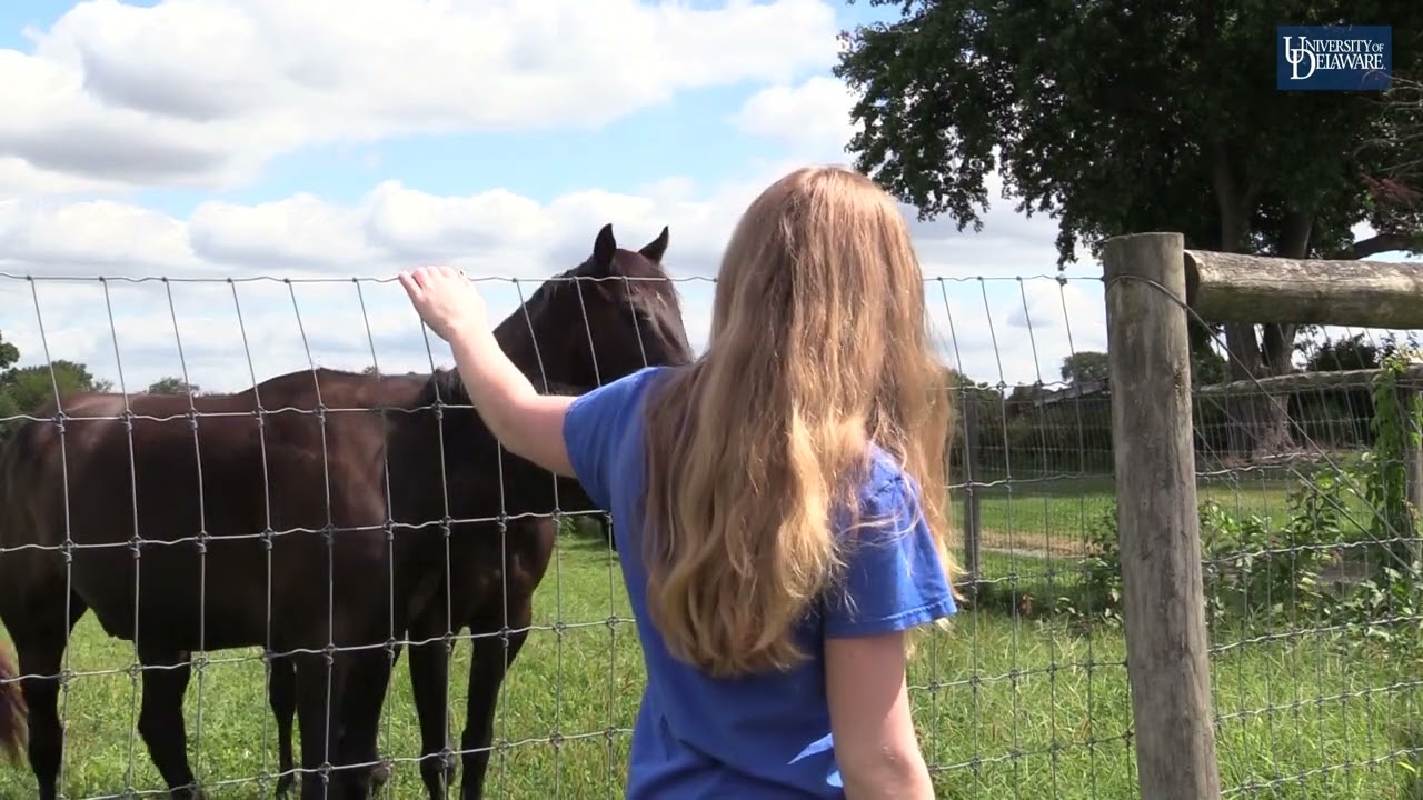 UD pre-veterinary medicine major Rory Raymer conducts research on equine health