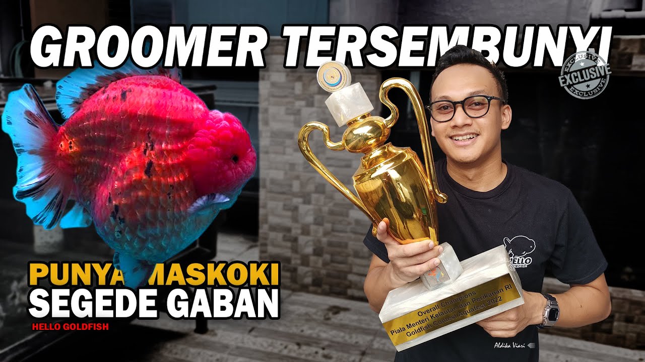 GROOMER TERSEMBUNYI, BONGKAR RAHASIA GROOMING MASKOKI, PUNYA ORANDA SEGEDE GABAN | HELLO GOLDFISH