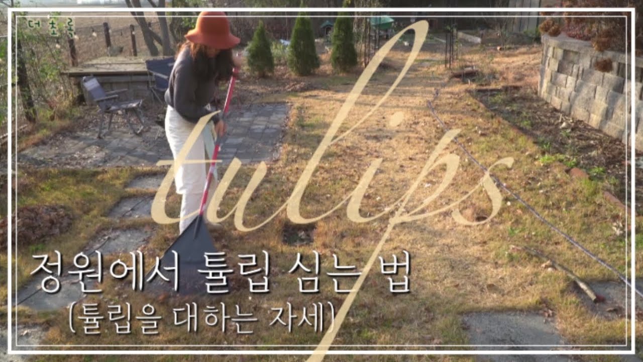 튤립을 대하는 자세 /튤립구근 심기 / 주택정원가꾸기 /코스트코 낙엽갈퀴