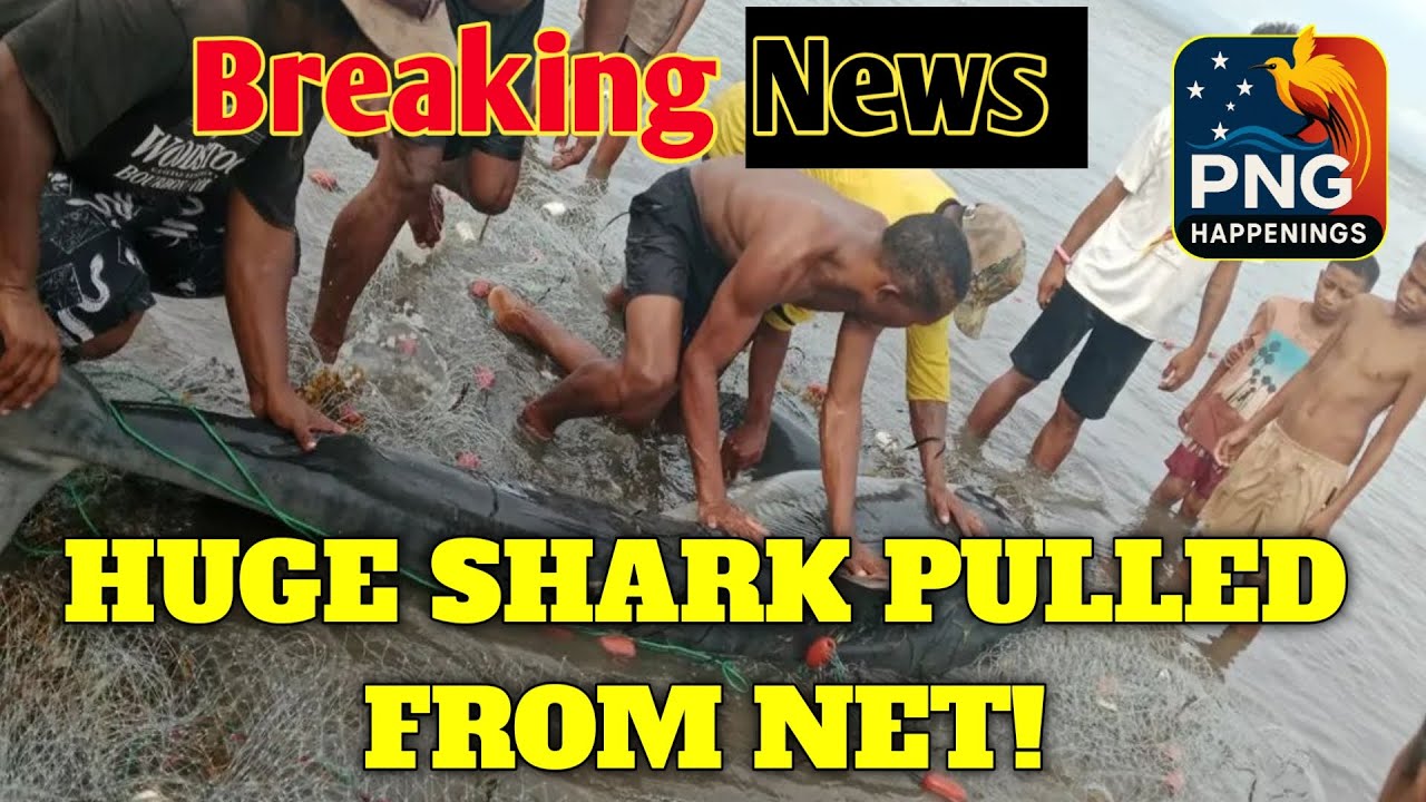 Massive Shark Caught in Hula Village | PNG Coastal Surprise! | PNG Happenings