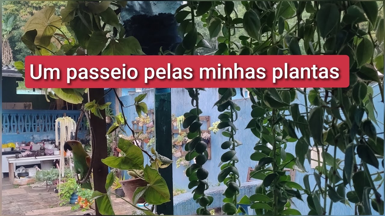 UM PASSEIO PELAS MINHA PLANTINHAS Pendentes  O MEU SOMBRITE CHEGOU 👏🤩