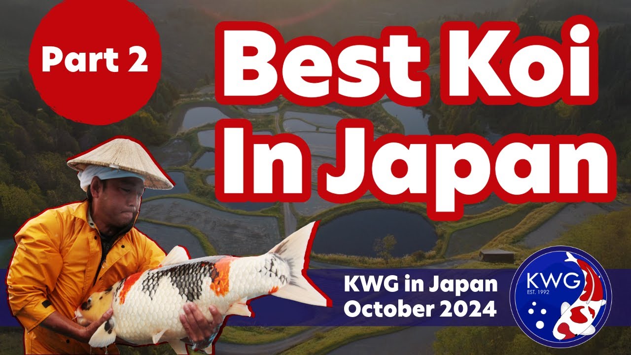 Selecting from the BEST Japanese Koi in the world: PART 2