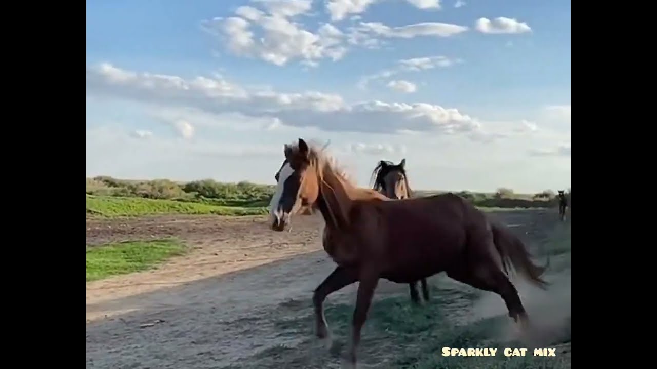 King 🤴 of horses 🐎 🙌 