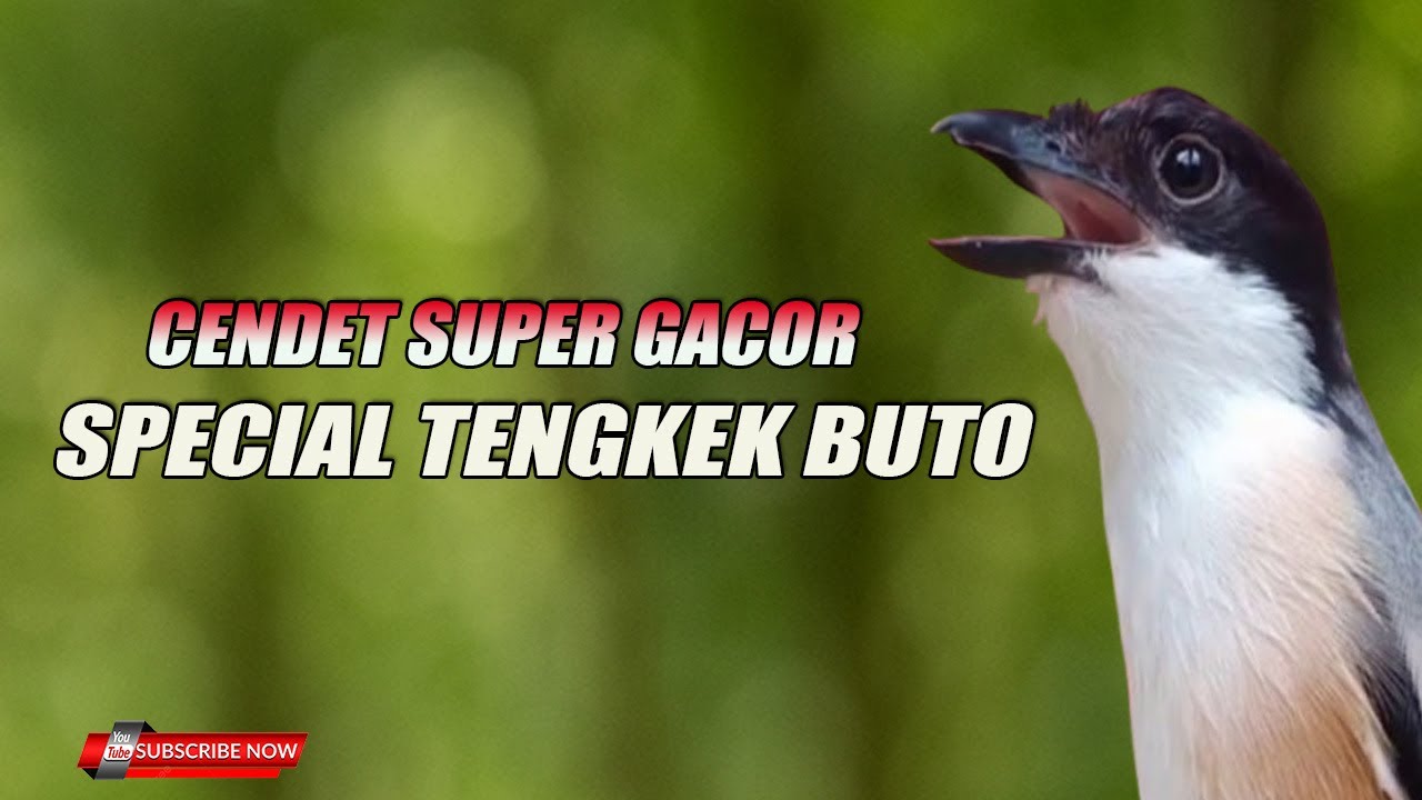 CENDET SUPER GACOR SPECIAL TENGKEK BUTO COCOK UNTUK MASTERAN BURUNG LOMBA