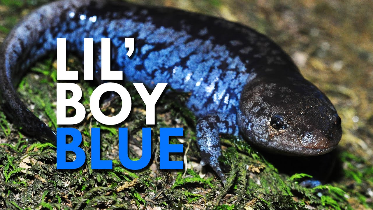 Blue Spotted Salamanders Have A Unique and Stinky Defence
