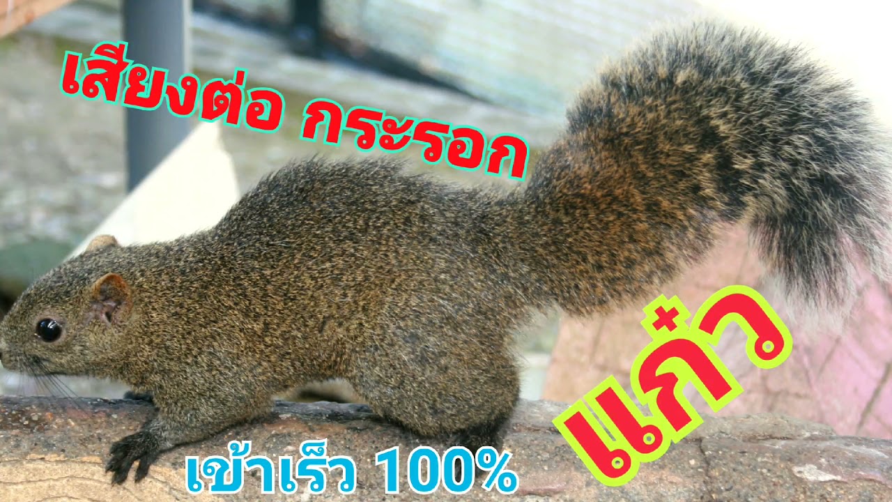 เสียงต่อกระรอกป่า