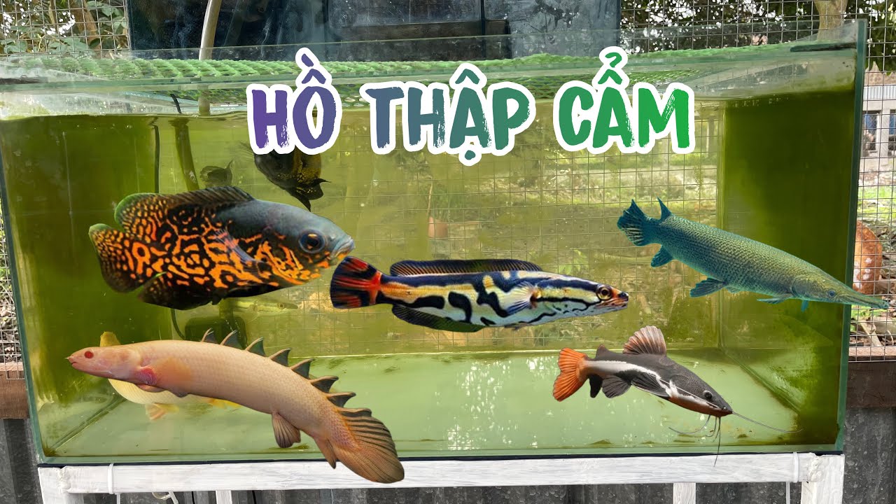 Nuôi Thêm Sấu Hoả Tiễn Bông Và Lần Đầu Cho Cá Ăn Tép