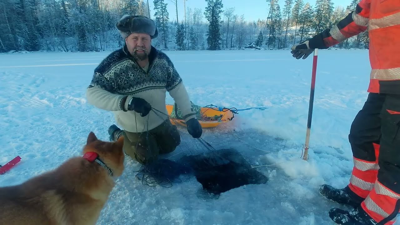 Talviverkoilla, yllätys vieras