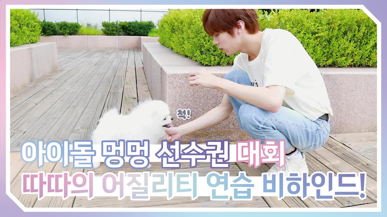 [WWW:] 김우석과 따따의 '아이돌 멍멍 선수권 대회' 어질리티 연습 비하인드!