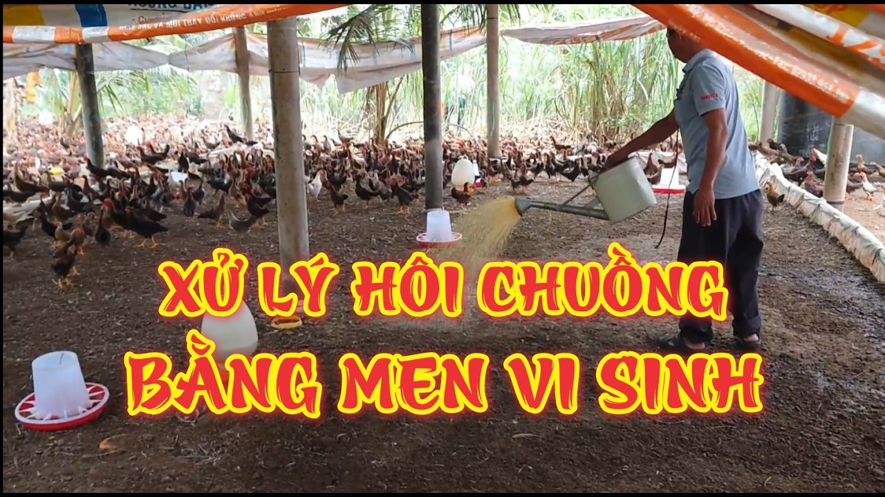 Xử Lý Hôi Chuồng Bằng Men Vi Sinh
