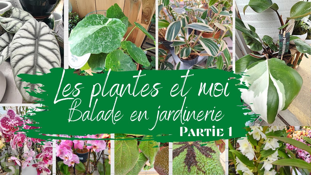 les plantes et moi : Balade en jardinerie