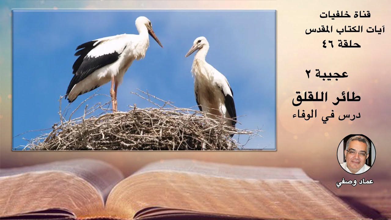 طائر اللقلق درس في الوفاء (عحيبة ٢)