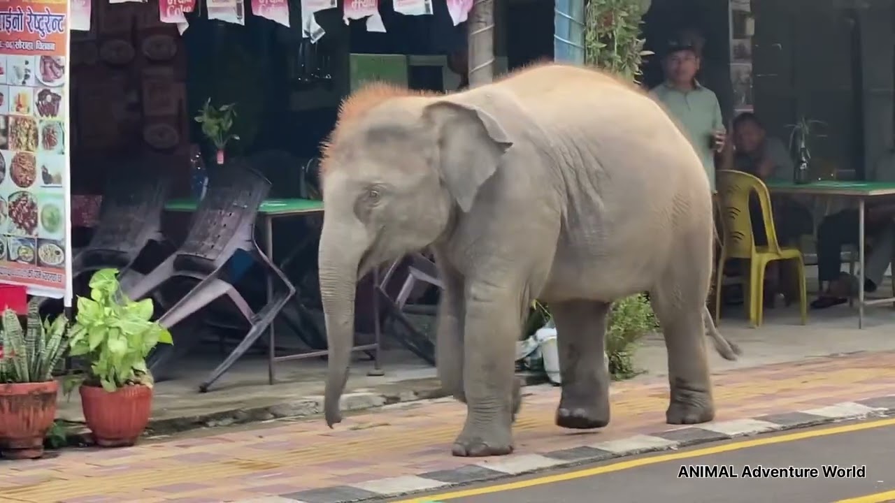 Baby elephant going to ordered the breakfast 🍳 ☕️ #elephant #babyelephant #animallife #wildlife 