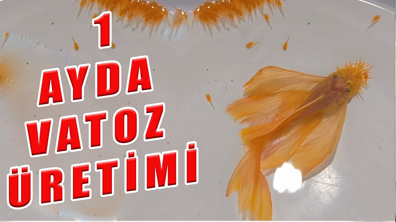 GÜNCEL VATOZ ÜRETİMİ 2025