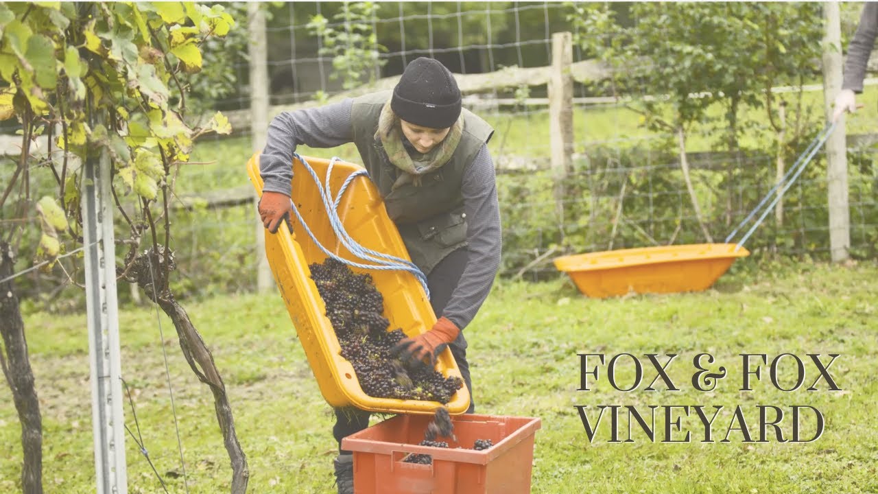 Wealden Wines: Fox & Fox