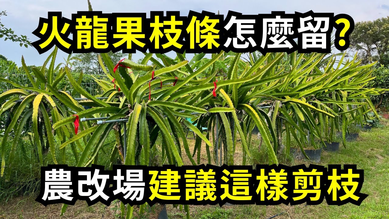 火龍果如何剪枝結果多?新舊枝條怎麼留是影響結果關鍵，農改場建議剪枝方法分享| 阿星種植