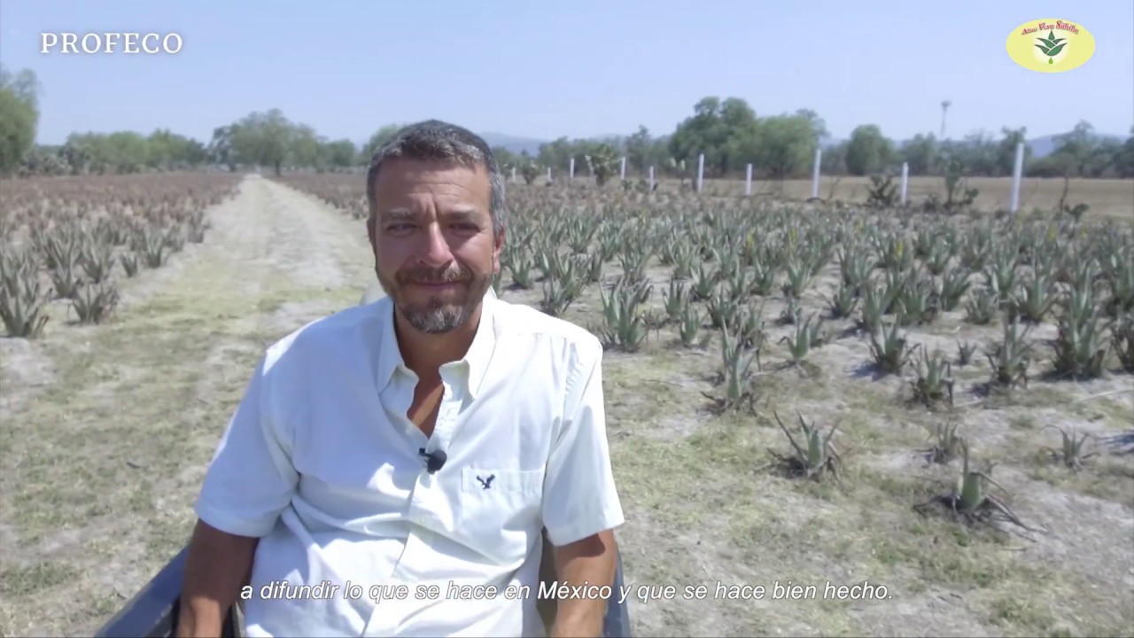 Gel de Aloe Vera | Tecnología Doméstica | Profeco