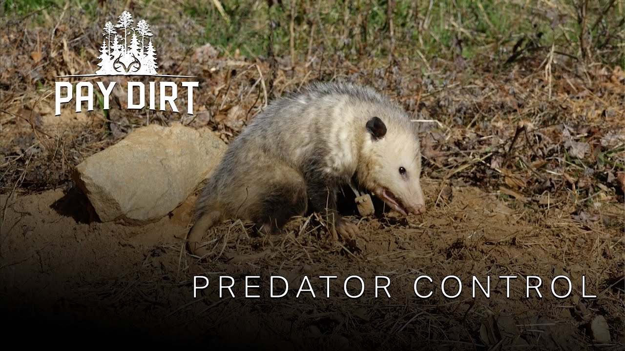 How to Manage Predators on your Property