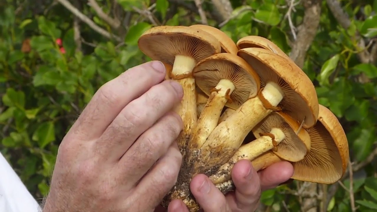 Gymnopilus junonius