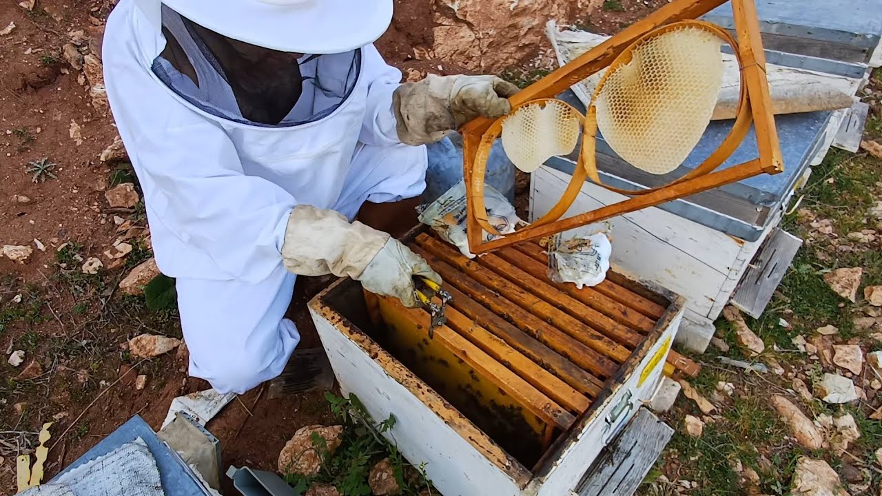 KARAKOVAN BALI HER KOVANDA 1 ÇİTA KASNAK BALİ ÜRETİN ARI BAKIM MASRAFLARINI ÇİKARTIN#arıcılık#bee