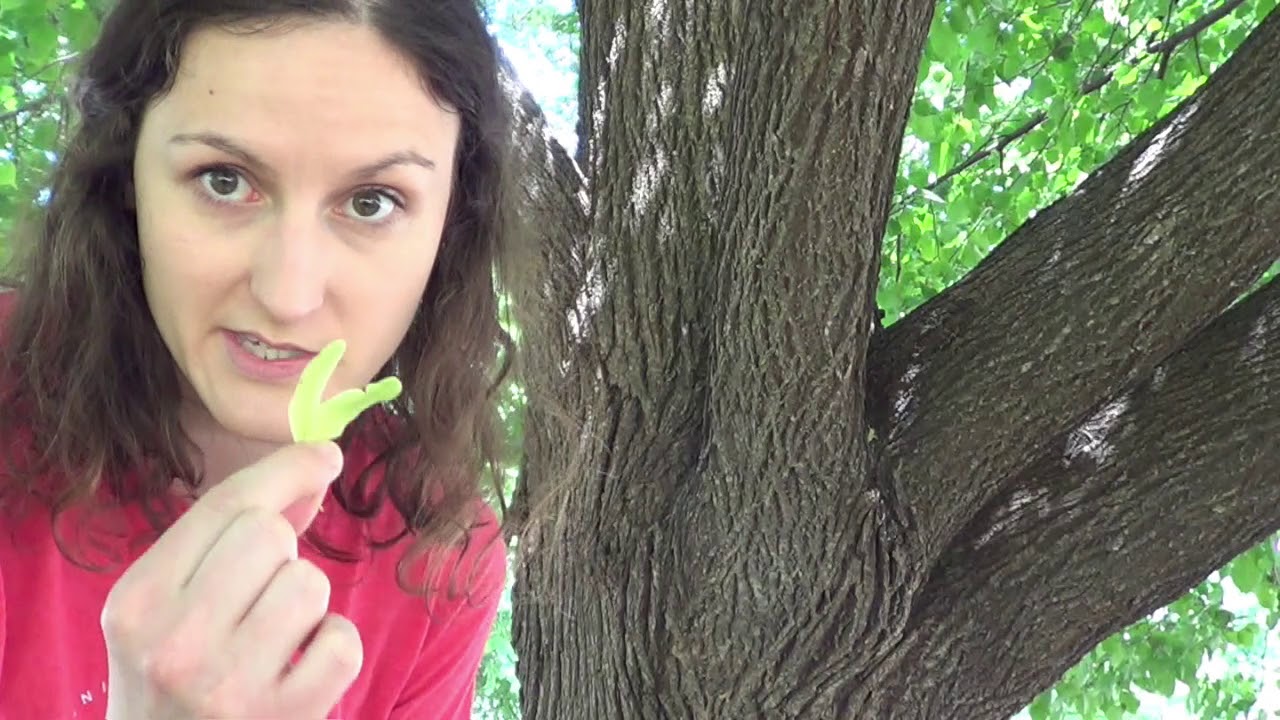 Tree identification: American basswood (linden)