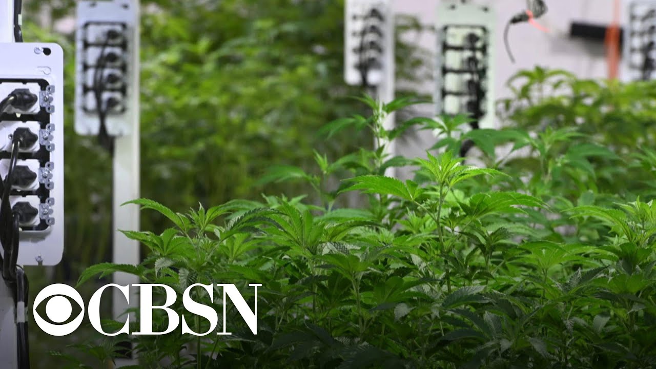 New documentary examines the impact of marijuana on Black and Brown communities