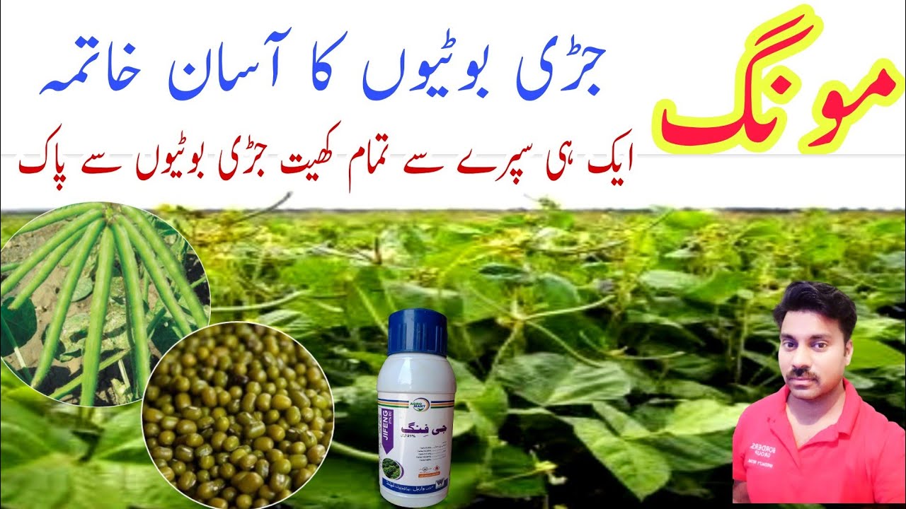 How to control weeds in Mung bean crop |Best weedicide for Mung crop |Weeds management in mung crop