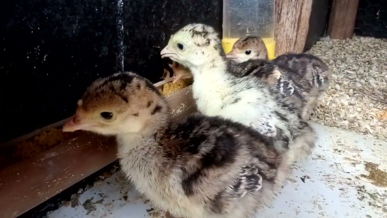 Os principais cuidados até 15 dias com os peruzinhos