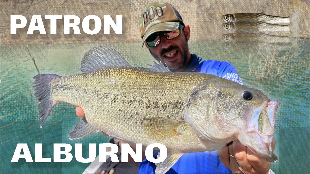 Peces Activos Pescando Black Bass con patr&oacute;n Alburno #31