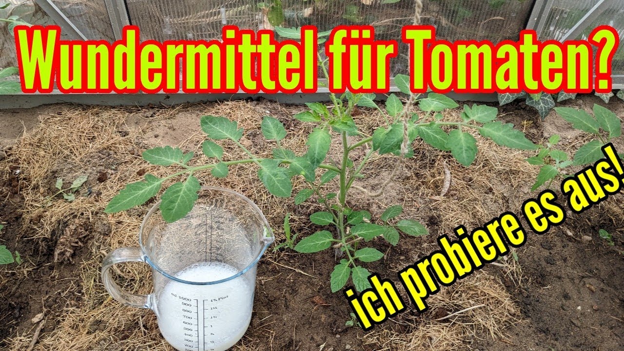 Wundermittel für Tomaten - Klappt das wirklich? Ich probiere es aus!