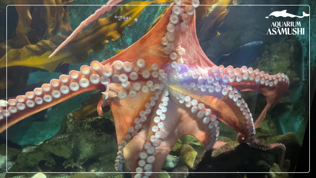 ミズダコ