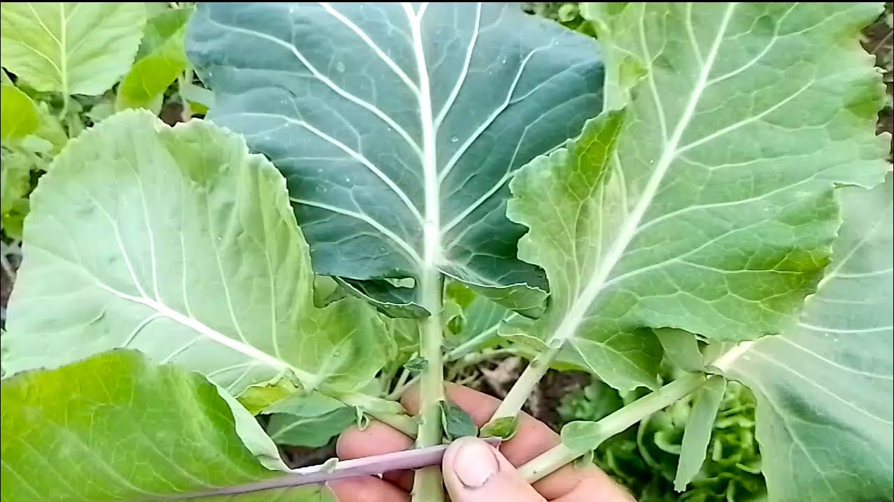 Variedades de Couve para se plantar - horta orgânica
