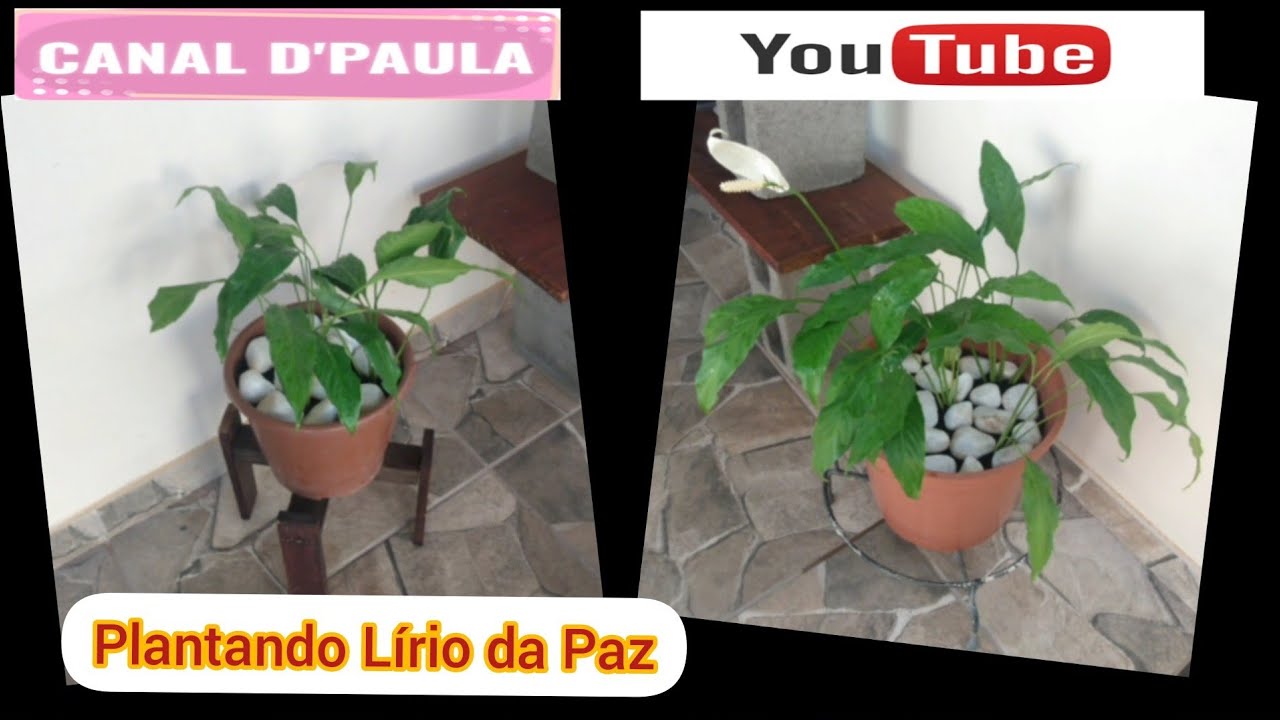 Plantando L&iacute;rio da Paz - Canal D'Paula - #plantasemvasos