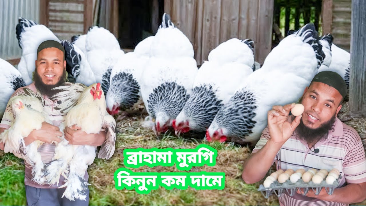 আমরা দিচ্ছি খাঁটি ব্রাহামা মুরগির বাচ্চা এবং ডিম সেরা দামে! ।সারা বাংলাদেশে ডেলিভারি দেওয়া হয়।