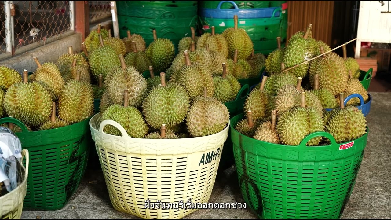 ทุเรียนนอกฤดูเพื่อสร้างรายได้
