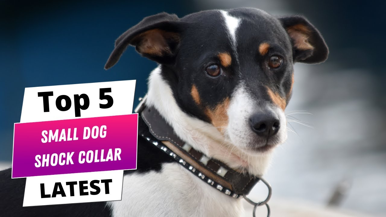 ✅ Best small dog shock collar: Small dog shock collar (Buying Guide)