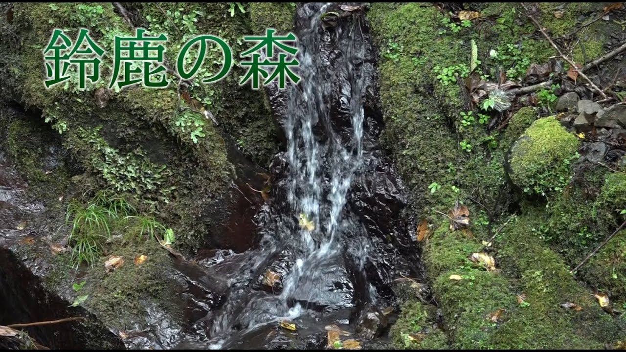 ショートver【知られざる鈴鹿の森】生命の水を育む鈴鹿の森ー森里川湖のつながりー