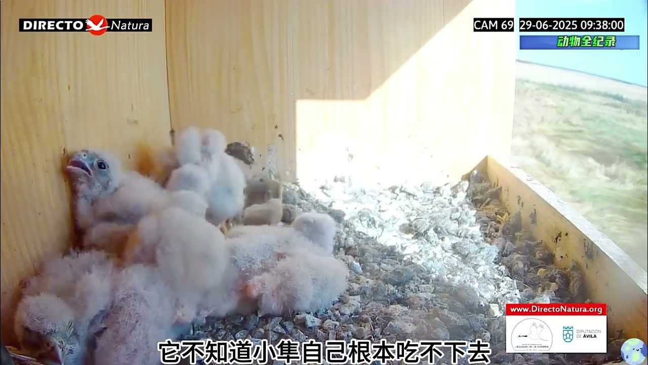 隼妈失踪，小隼不见，一夜间隼爸就失去所有，它的心得有多痛啊