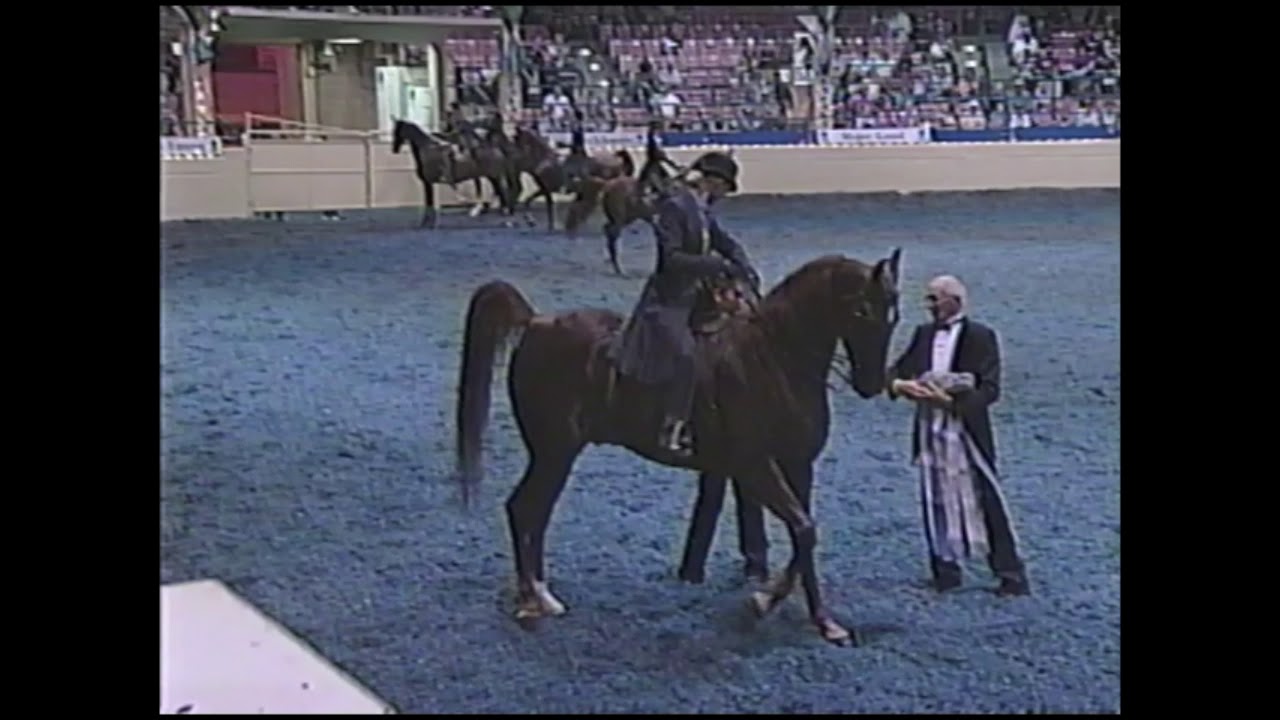 EC Champain #254 National Show Horse Finals 2004 class 91