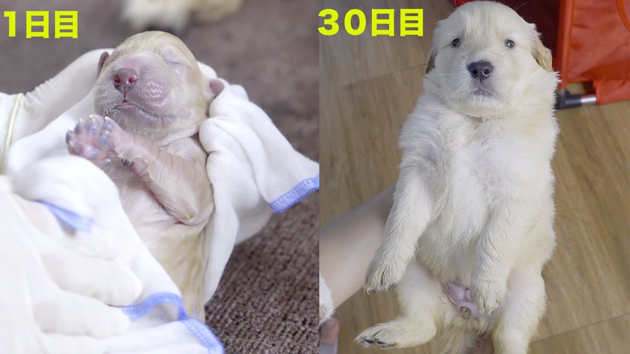 30日間で子犬がどう変わるのか？驚くほど成長が早い！出産から30日目までの子犬の成長記録