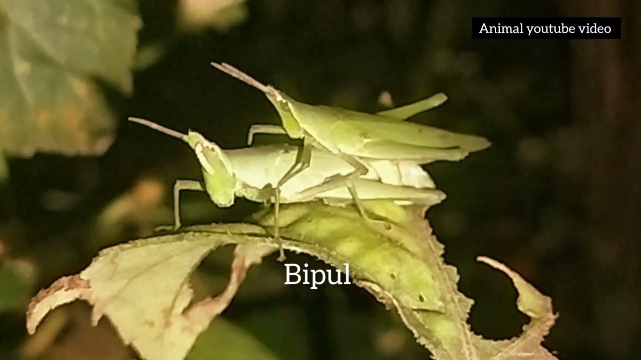 Discovery channel hd wildfire Atractomorpha grasshopper first time love viral video world
