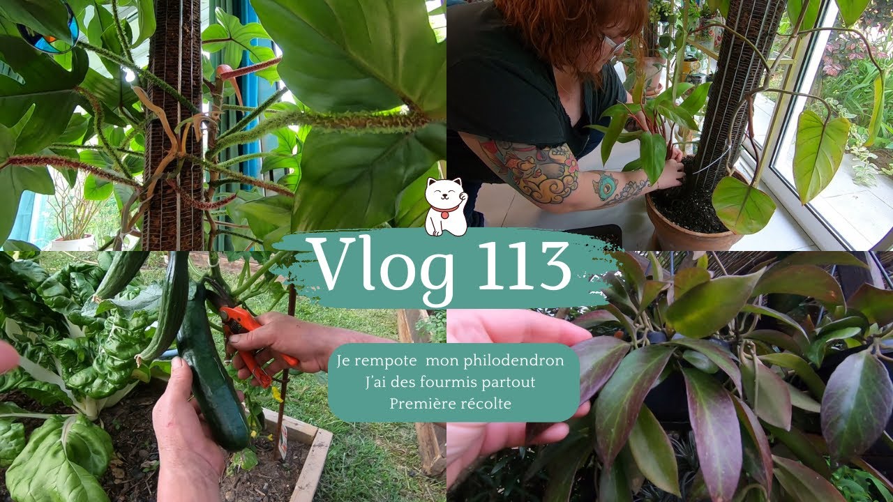 VLOG 113🌿Je rempote mon philodendron Painted Lady | Des fourmis partout😱 | Récolte au potager🥒 |...