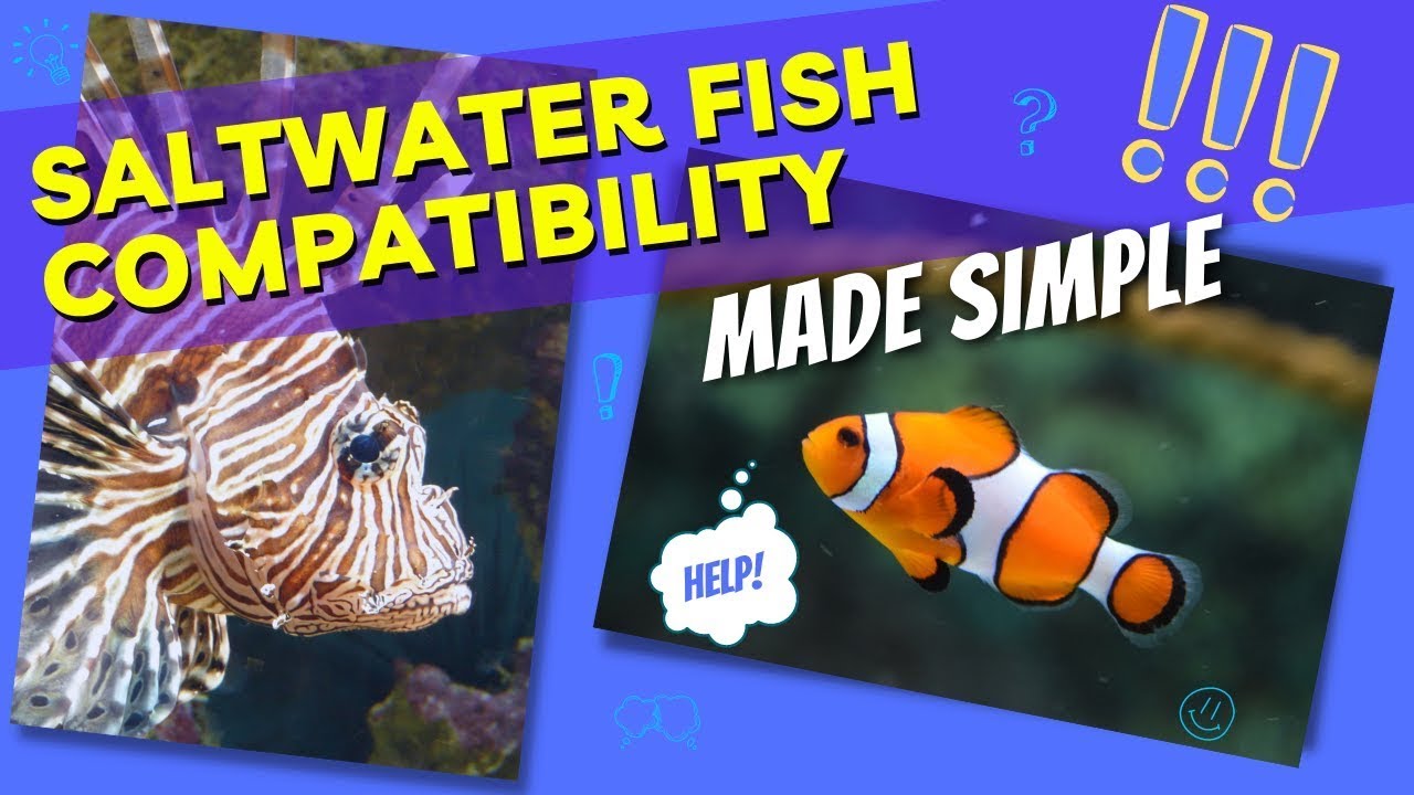 The PERFECT Fish That GET ALONG. How To Know What Fish are Compatible?