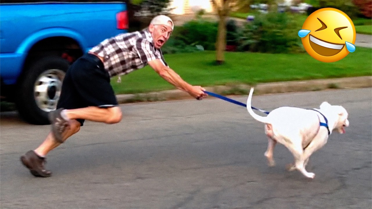 Lustige Tiervideos 2026 😂 Tiere, die niemals langweilig werden