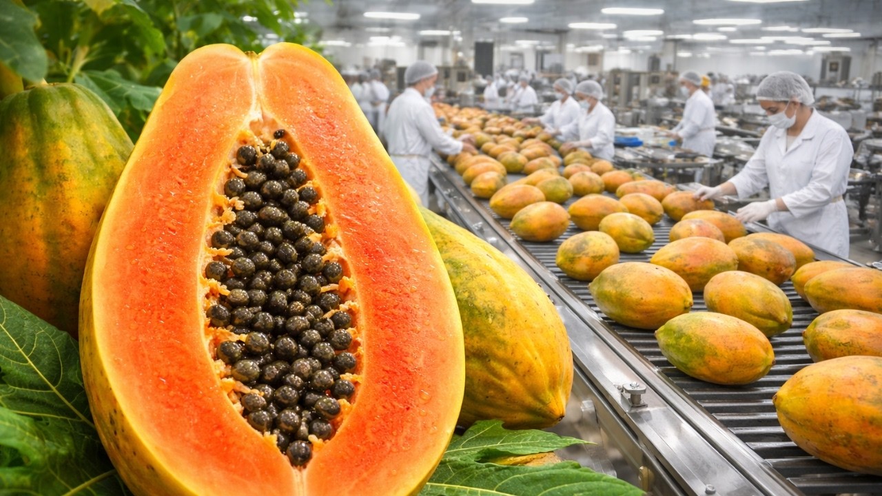 Inside a Modern Papaya Factory: From Farm to Dessert – Unveiling the Complete Journey