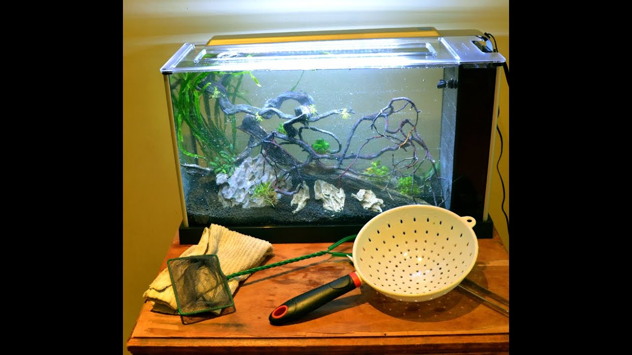 A tank in my living room!! Setting up the Fluval Spec 5g