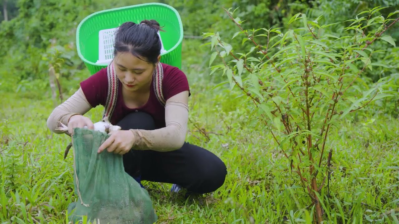 Harvesting Many Giant Forest Crabs & Goes to Market Sell – Rural Life and Cuisine | Lý Thị Teslla