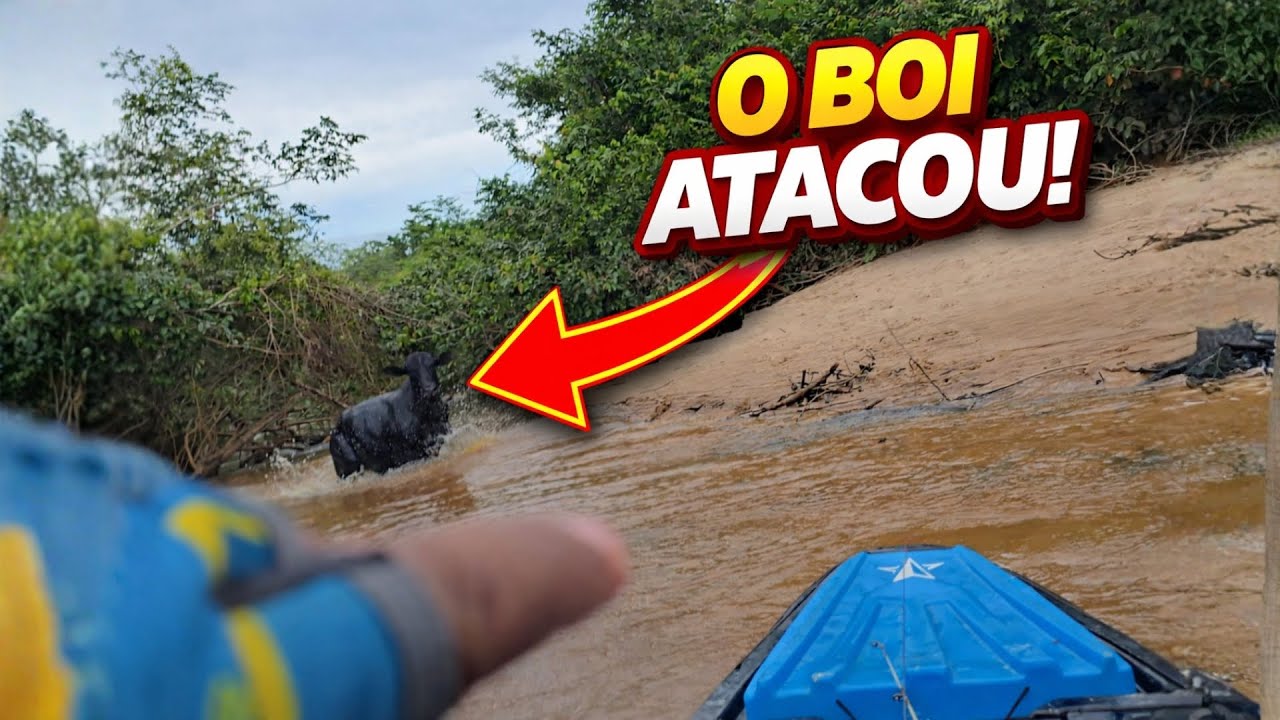 PARTE 2   O BOI PEGOU O ITAÍR E JOGOU LONGE 😱  Aventura Quase Terminou em Tragédia