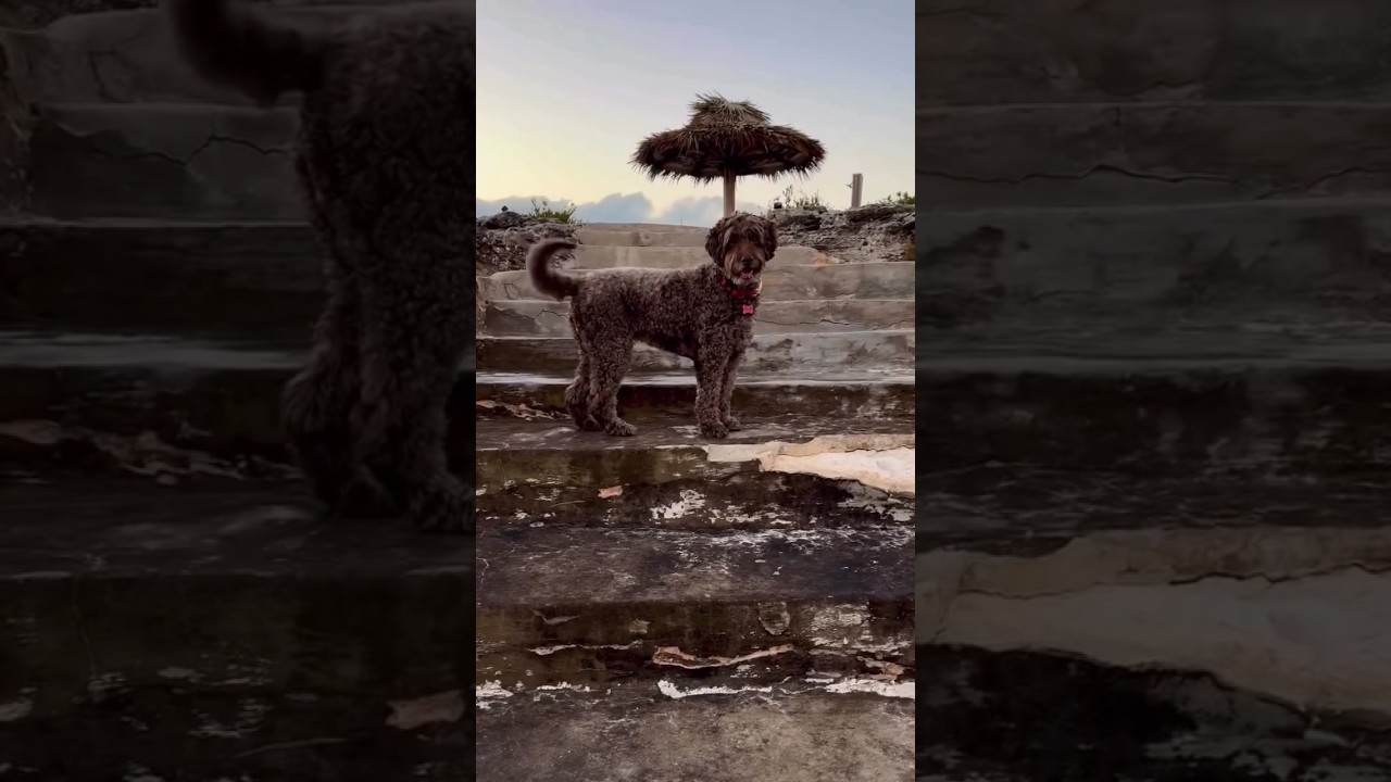 Элли добралась до Элеутеры #лабрадудль