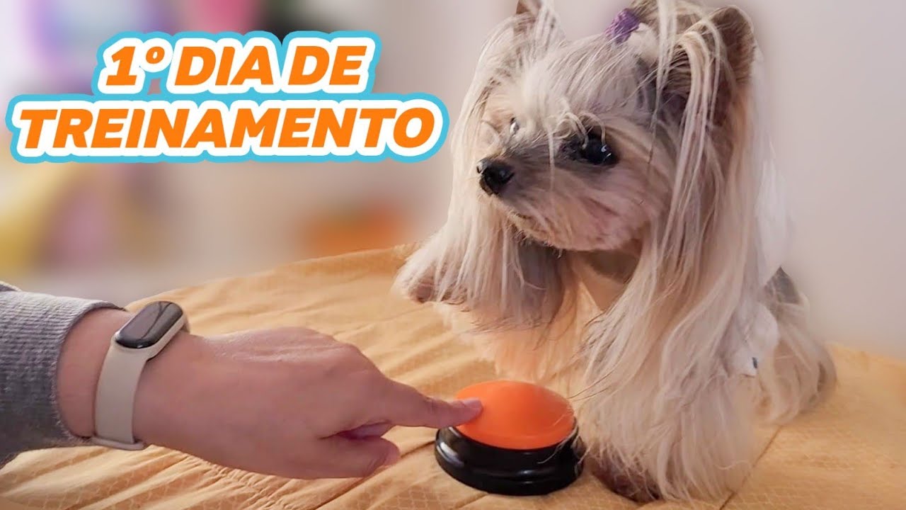 Ensinando as dogs a 